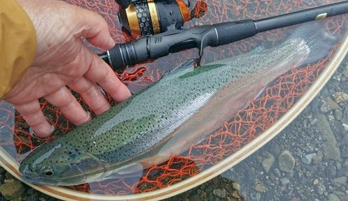 レインボートラウトの釣果