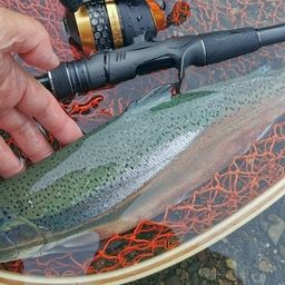 レインボートラウト