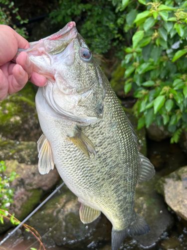 ラージマウスバスの釣果