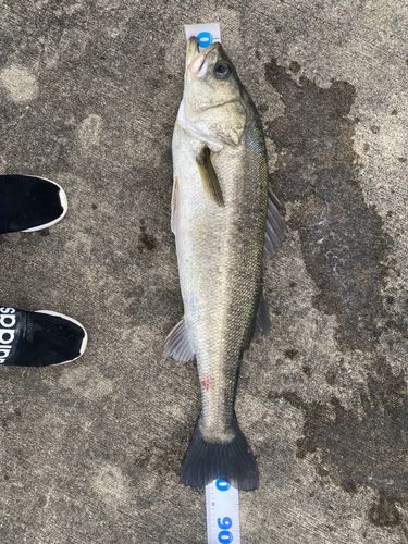スズキの釣果