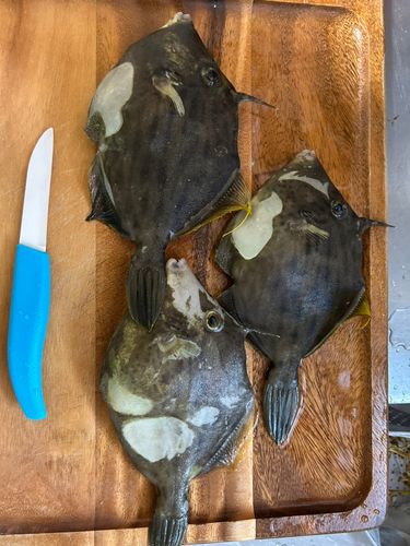 カワハギの釣果