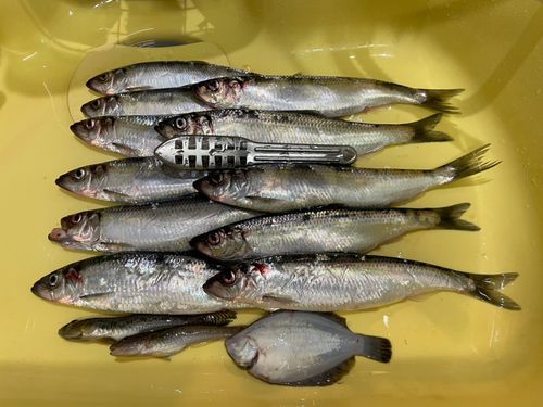 ニシンの釣果
