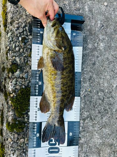 スモールマウスバスの釣果