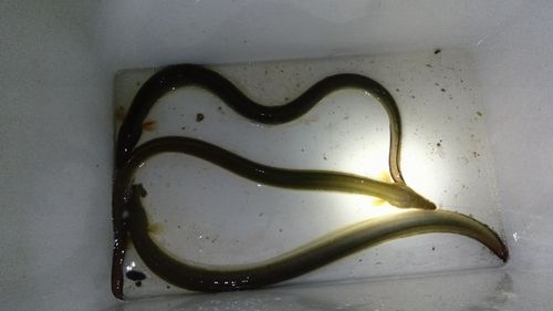 ウナギの釣果