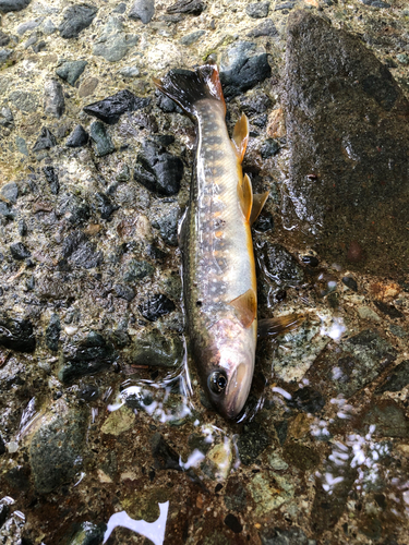 イワナの釣果