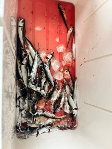 サバの釣果