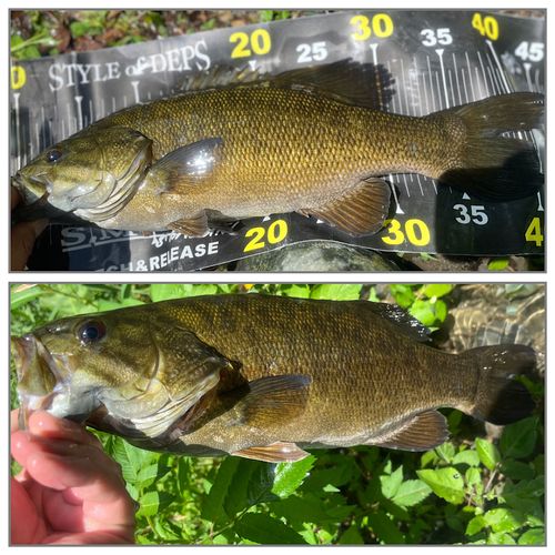 スモールマウスバスの釣果