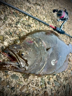 ヒラメの釣果