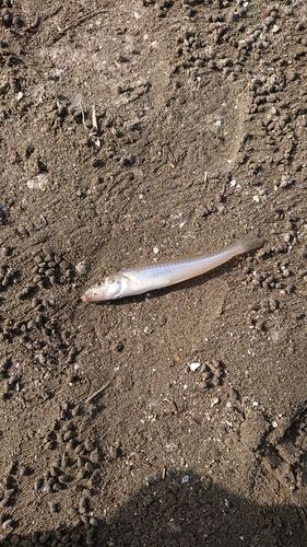 キスの釣果