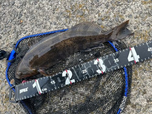 アイナメの釣果