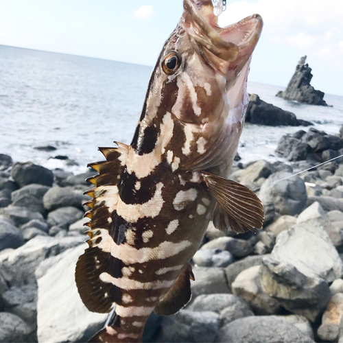 クエの釣果