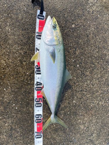 ハマチの釣果
