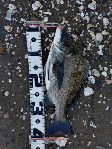 クロダイの釣果