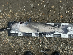 アメリカナマズの釣果