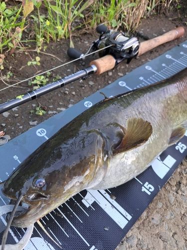 ナマズの釣果