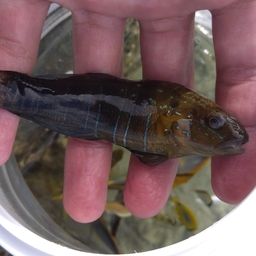 チョウチョウウオ