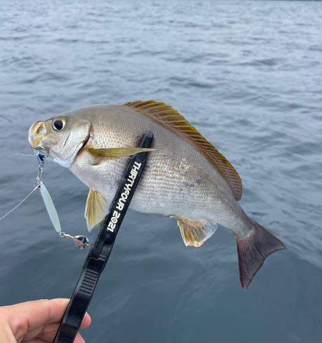 イサキの釣果