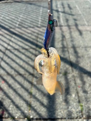 マメイカの釣果