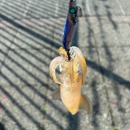 マメイカ