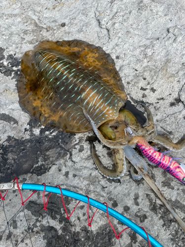 アオリイカの釣果