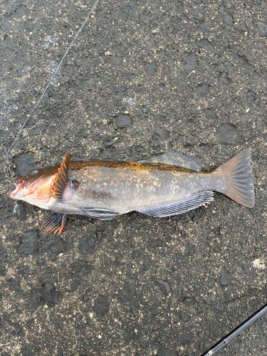 アイナメの釣果