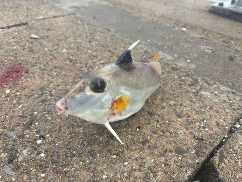 ギマの釣果