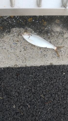 コノシロの釣果