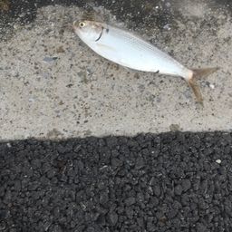 コノシロ