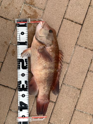 カンダイの釣果