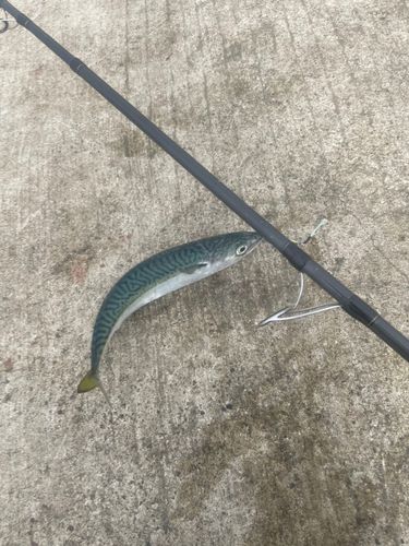 サバの釣果
