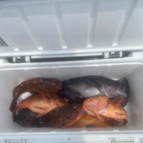 釣果
