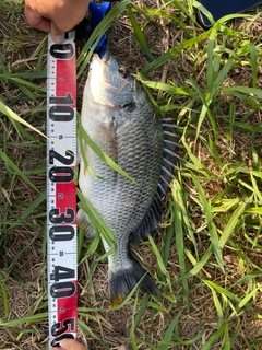 キビレの釣果