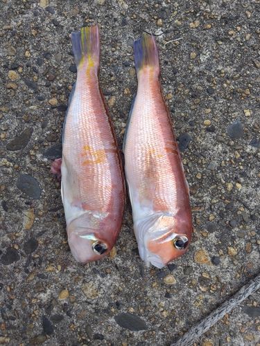 アマダイの釣果