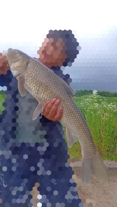 ニゴイの釣果