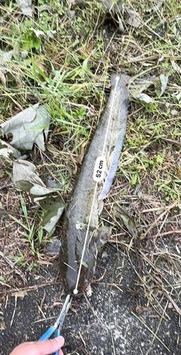 ナマズの釣果