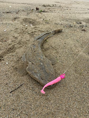 マゴチの釣果