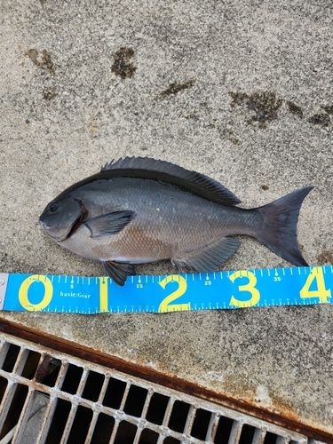 クロの釣果