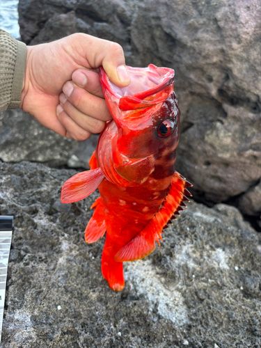 アカハタの釣果