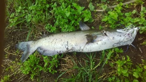 アメリカンキャットフィッシュの釣果