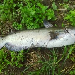 アメリカンキャットフィッシュ