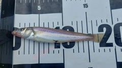 キスの釣果