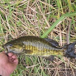 スモールマウスバス