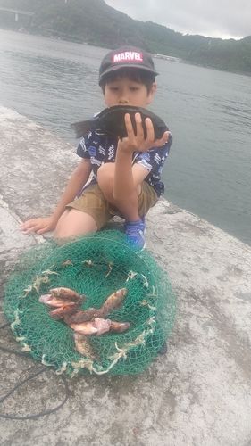 クロの釣果
