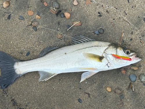 セイゴ（マルスズキ）の釣果