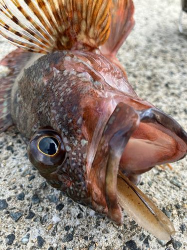 黒井漁協観光釣り堀