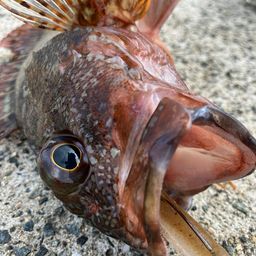 カサゴ