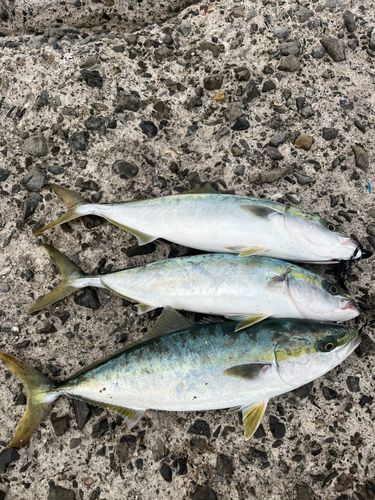 ヤズの釣果
