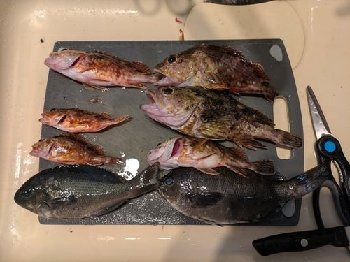 アラカブの釣果