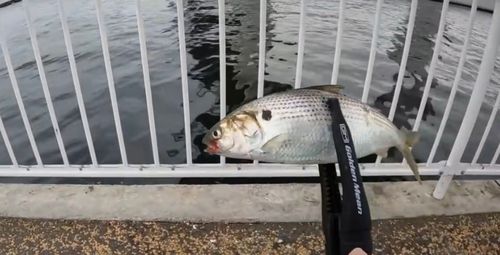 コノシロの釣果