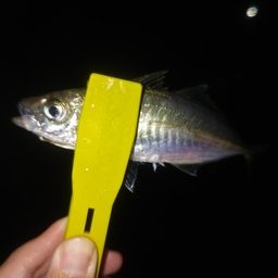 アジ